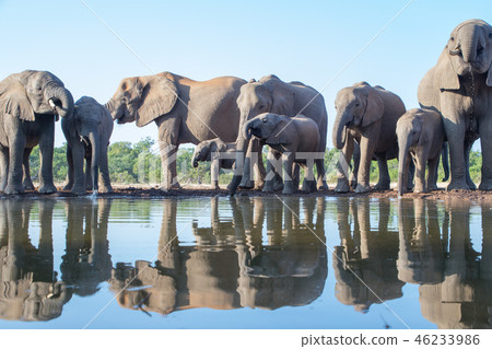 非洲大象 46233986