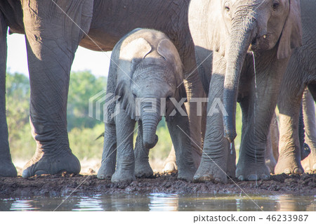 非洲大象 46233987