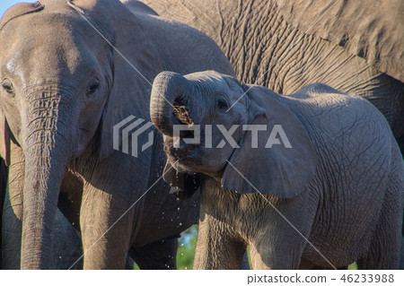 非洲大象 46233988