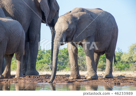 African elephant African elephant 46233989