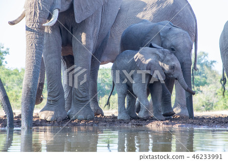 非洲大象 46233991