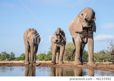 非洲大象 46233992