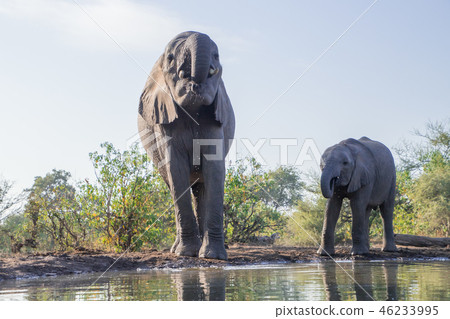 非洲大象 46233995