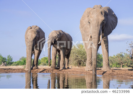 非洲大象 46233996