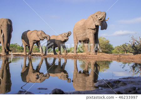 非洲大象 46233997