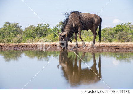 水掃帚 水掃帚 46234178