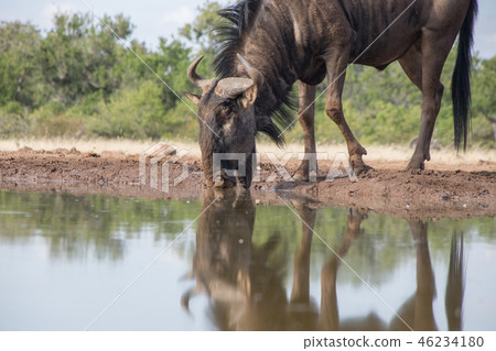 Water broom Water broom 46234180