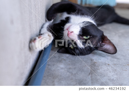 stray black cat  lying up side down 46234192