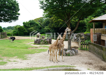 麒麟動物園 麒麟動物園 46234208