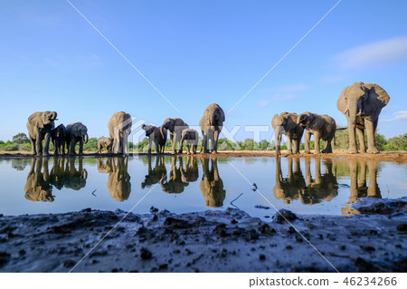 非洲大象 46234266