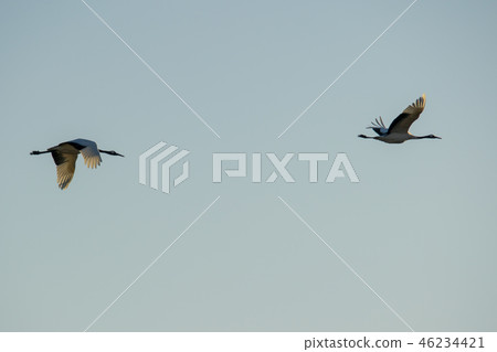 起重機，Cheorwon，江原道 46234421