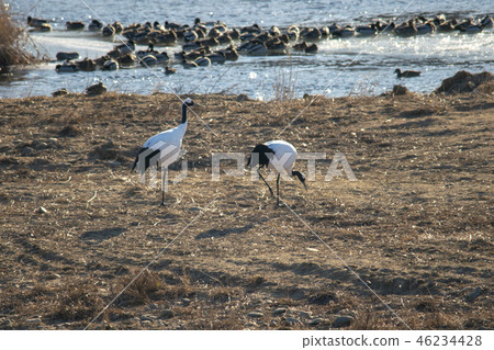 Crane, Cheorwon, Gangwon-do Crane, Cheorwon, Gangwon-do 46234428