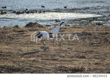 Crane, Cheorwon, Gangwon-do 46234431