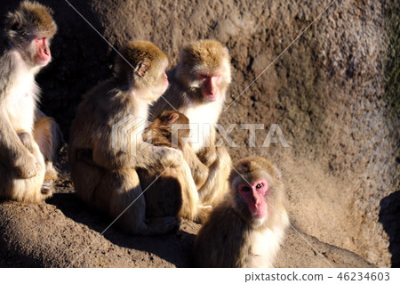 冬天猴子父母和孩子 46234603