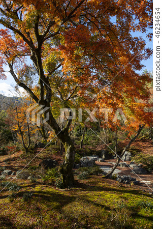 Autumn leaves of Takara Hospital 46234654