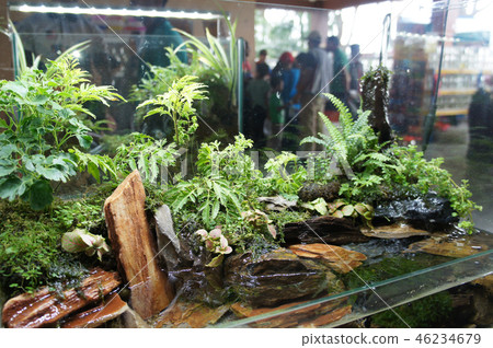 Aquascape and terrarium design Aquascape and terrarium design 46234679