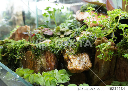 Aquascape and terrarium design Aquascape and terrarium design 46234684