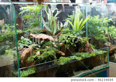 Aquascape and terrarium design 46234694