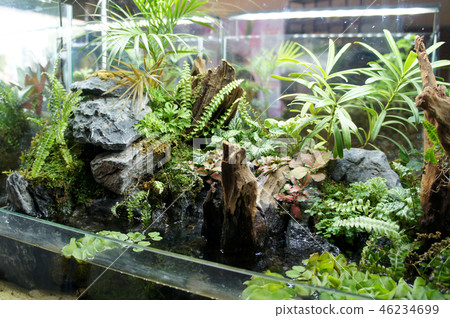 Aquascape and terrarium design Aquascape and terrarium design 46234699
