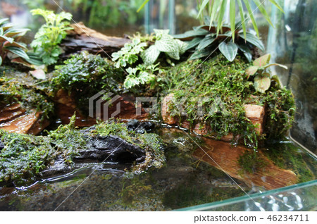 Aquascape and terrarium design 46234711