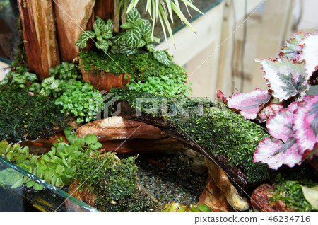 Aquascape and terrarium design Aquascape and terrarium design 46234716
