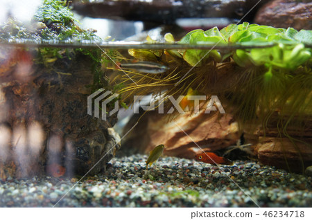 Aquascape and terrarium design 46234718