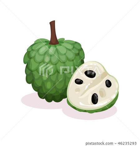 Detailed flat vector design of whole and half of ripe cherimoya. Exotic fruit. Organic food. Custard Detailed flat vector design of whole and half of ripe cherimoya. Exotic fruit. Organic food. Custard 46235293