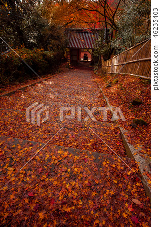 Autumn leaves of Kanzoji Autumn leaves of Kanzoji 46235403