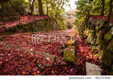 Autumn leaves of Kanzoji Autumn leaves of Kanzoji 46235409