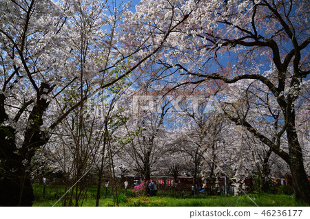 Cherry blossoms at Hirano Shrine 46236177