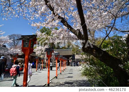 在平野神社的櫻花 在平野神社的櫻花 46236178