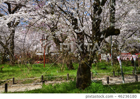 在平野神社的櫻花 在平野神社的櫻花 46236180