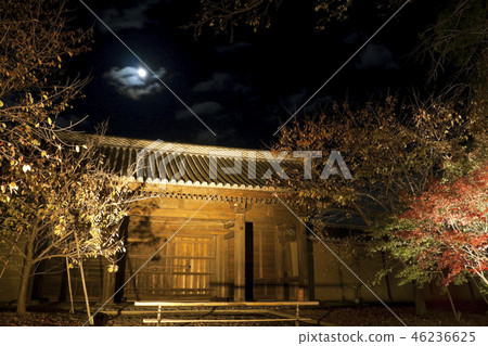 Kyoto Touji autumn leaves light up Kyoto Touji autumn leaves light up 46236625