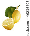 Lemon 01 46236805