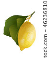 Lemon 04 46236810
