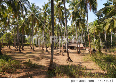 The house in a palm grove 46237031