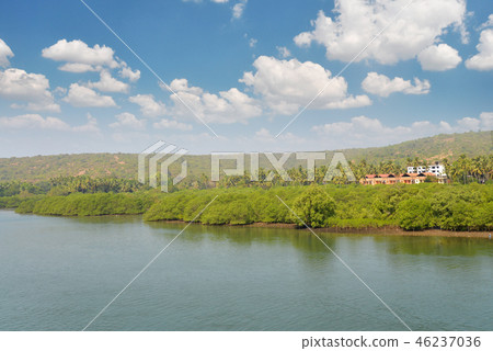 Tropical landscape with palm tree 46237036