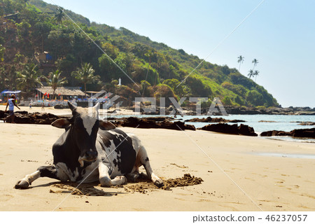 Cow laying on the beach 46237057