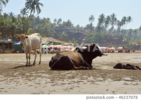 Cows laying on the beach 46237078