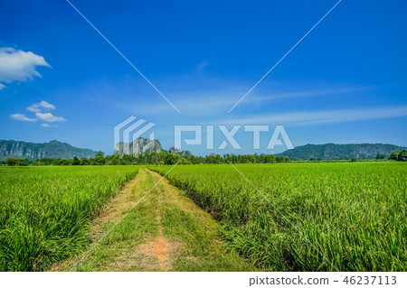 Beautiful Rice fBeautields of green with mountain  46237113