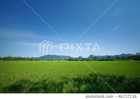 Beautiful Rice fBeautields of green with mountain  46237116