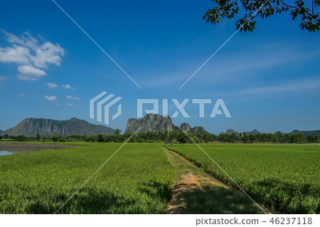 Beautiful Rice fBeautields of green with mountain Beautiful Rice fBeautields of green with mountain 46237118