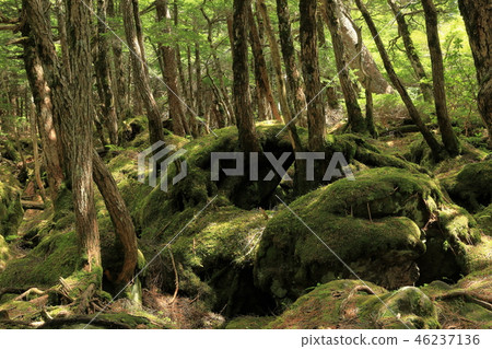 幽靈森林6 46237136