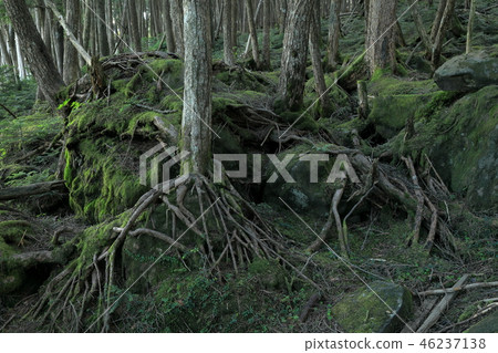 原始森林和柿子林2 46237138