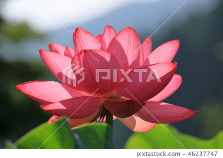 紅蓮花 46237747
