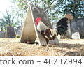 A cockfight 46237994