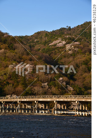 Cherry tree of Arashiyama Cherry tree of Arashiyama 46238129