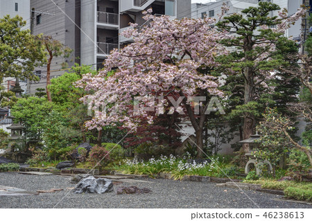 Cherry blossoms of Tayuji Cherry blossoms of Tayuji 46238613