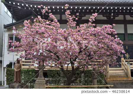 Cherry blossoms of Tayuji Cherry blossoms of Tayuji 46238614