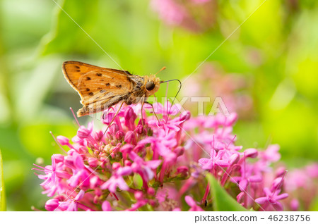 A butterfly that sucks honey 46238756